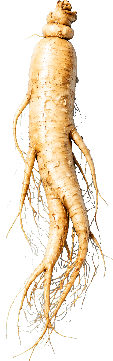 Fresh Korean Panax ginseng root